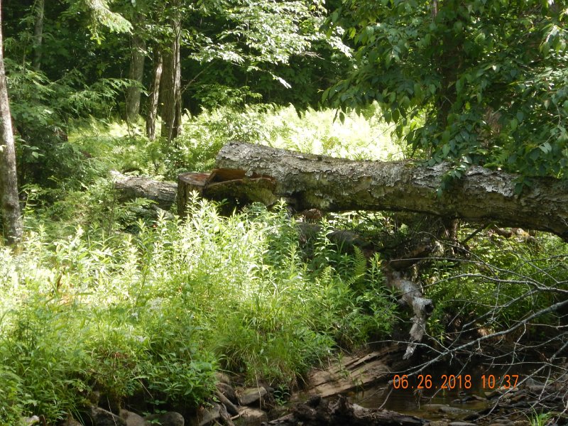 -Kettle Valley-124-.jpg - I found this every 50 yards or so. Not hard to tell that it was a chainsaw at work.